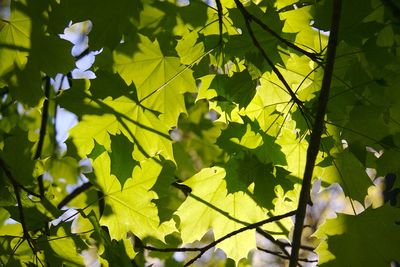 Low angle view of leaves on plant