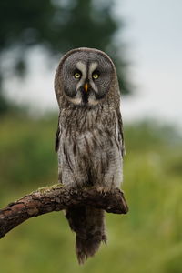 Close-up of owl