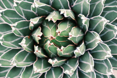 Full frame shot of succulent plant