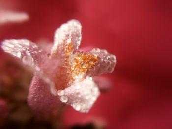 Close-up of red flower