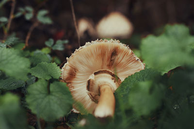 Close-up of mushroom growing outdoors