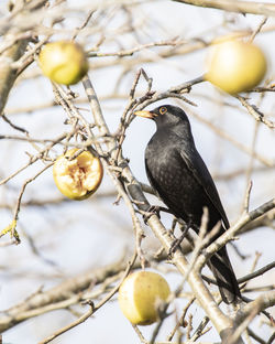 Bird perching on tree