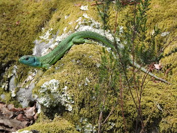 Close-up of lizard on tree