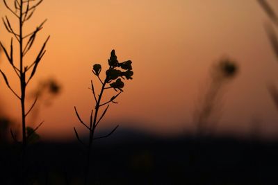 Close-up of plant against sky at sunset