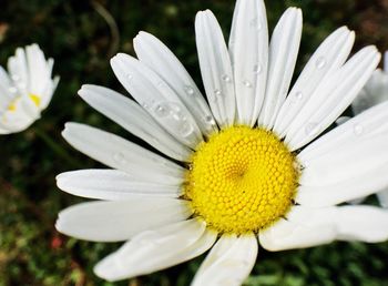 Close-up of fresh yellow flower