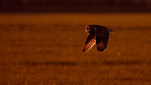 Close-up of eagle flying