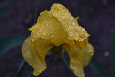 Close-up of water drops on yellow rose flower