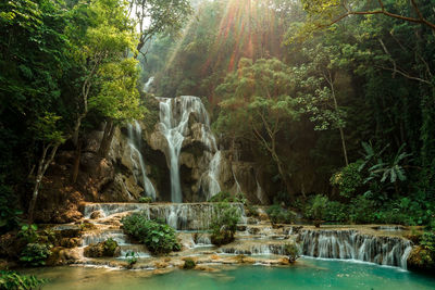 Scenic view of waterfall in forest