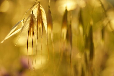 Close-up of wheat crop in field