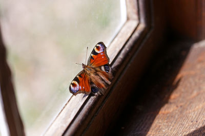 Close-up of insect on wood