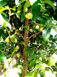 Low angle view of fruits on tree