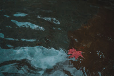 High angle view of maple leaf floating on water