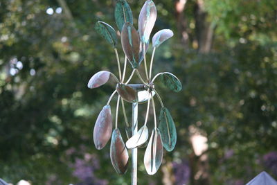 Close-up of flowers