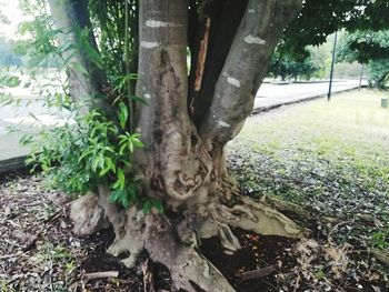 Plants growing on tree trunk