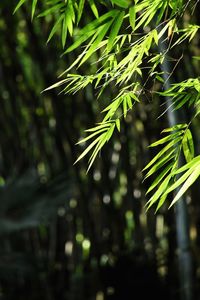 Close-up of pine tree leaves