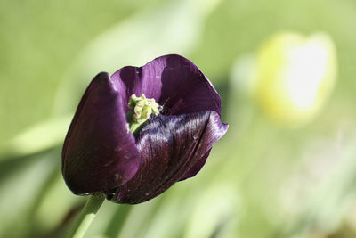 Close-up of purple flower