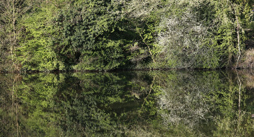 Scenic view of lake in forest