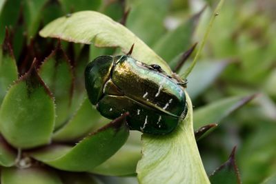 Close-up of insect on leaf