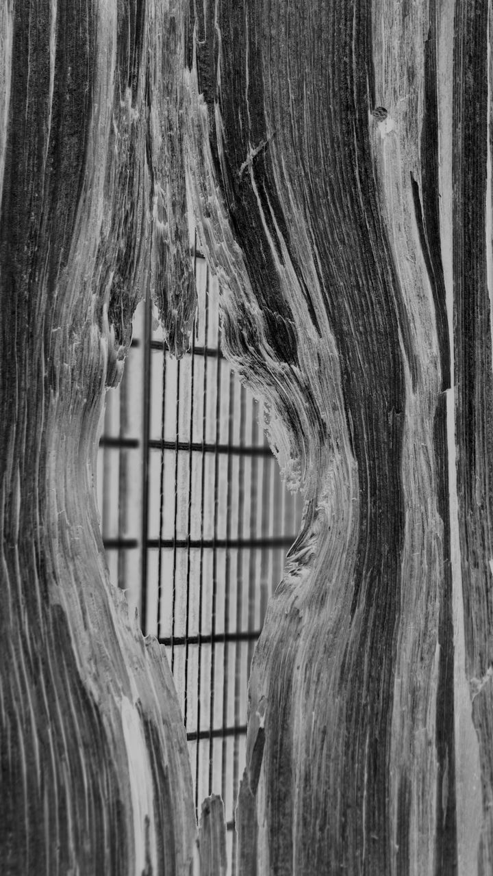 FULL FRAME SHOT OF TREE TRUNK WITH HOLE