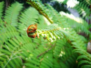 Close-up of insect on plant