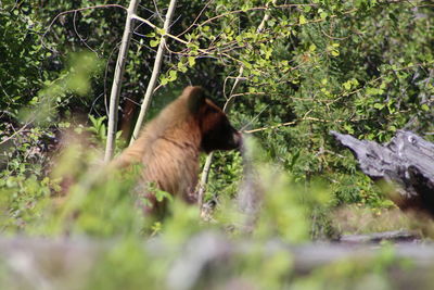 Cat looking away in forest