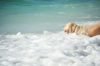 High angle view of golden retriever on sea shore