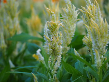 Close-up of crops growing on field