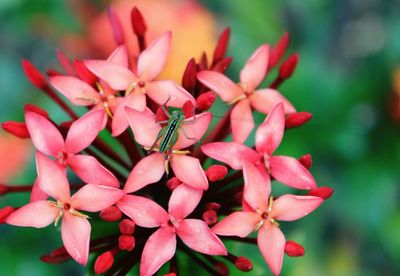 Close-up of pink flowers