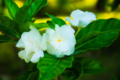 Close-up of white flowering plant