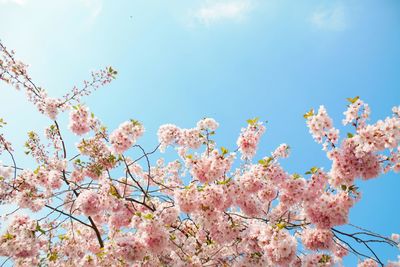 Low angle view of cherry blossom tree