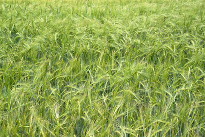 Full frame shot of fresh green field