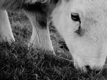 Close-up of horse on field