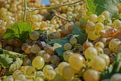 Close-up of fruits