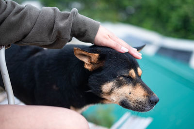 Close-up of dog