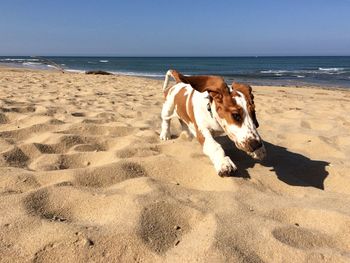 Dog running on sand at beach against sky