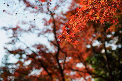 Low angle view of maple leaves on tree