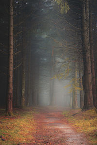 Trees growing in forest during autumn