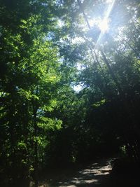 Low angle view of trees in forest on sunny day