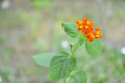 Close-up of orange flowering plant