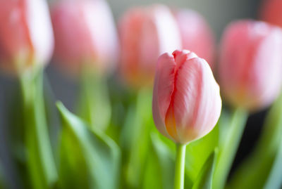 Salmon pink tulip