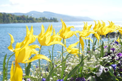 Close-up of yellow flowers against sky