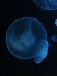 Close-up of blue light painting against black background