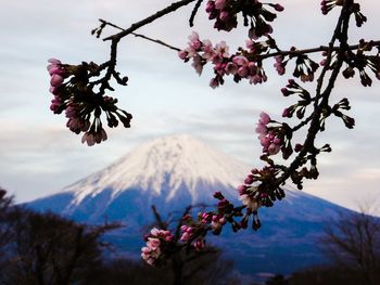 Close-up of fresh flowers blooming on tree against sky