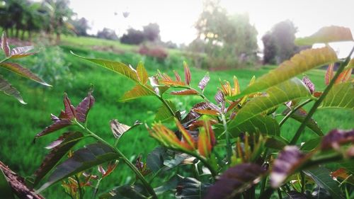 Close-up of plant growing on field