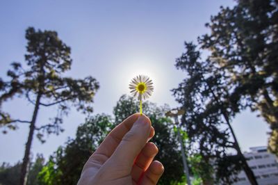 Cropped image of hand holding artificial flower against trees at park