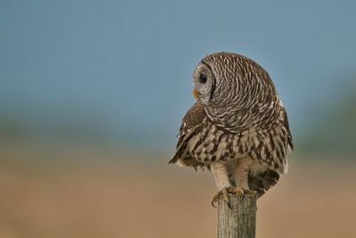 bird