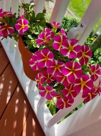 High angle view of pink flowering plants