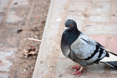 Close-up of bird perching outdoors