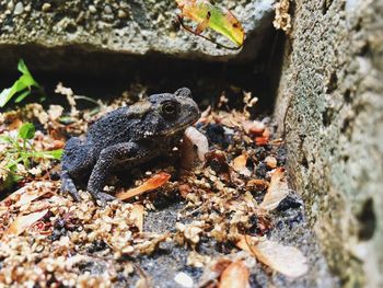 Close-up of frog on rock