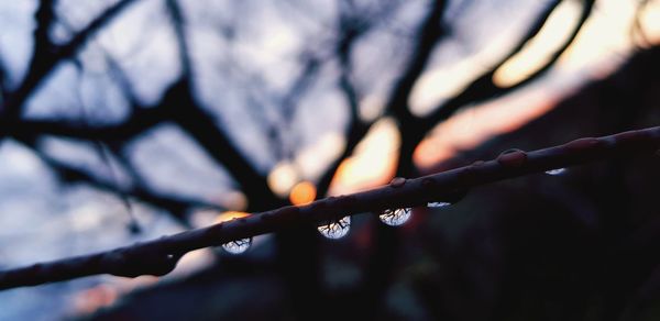 Close-up of wet tree branch